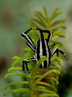 Crinoid Squat Lobster - Allogalathea elegans This Crinoid Squat Lobster - Allogalathea elegans are found among their host Crinoids.  They looks very similar to another Crinoid Squat Lobster species - Allogalathea babai Allogalathea elegans,Cebu,Crinoid Squat Lobster,Geotagged,Malapascua,Philippines,Squat Lobster,Winter