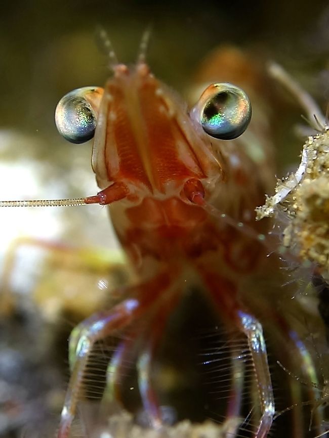 Alien Shrimp Shrimp seen during a night dive, they have large eyes that are highly reflective. Anilao,Batangas,Geotagged,Philippines,Shrimp,Winter