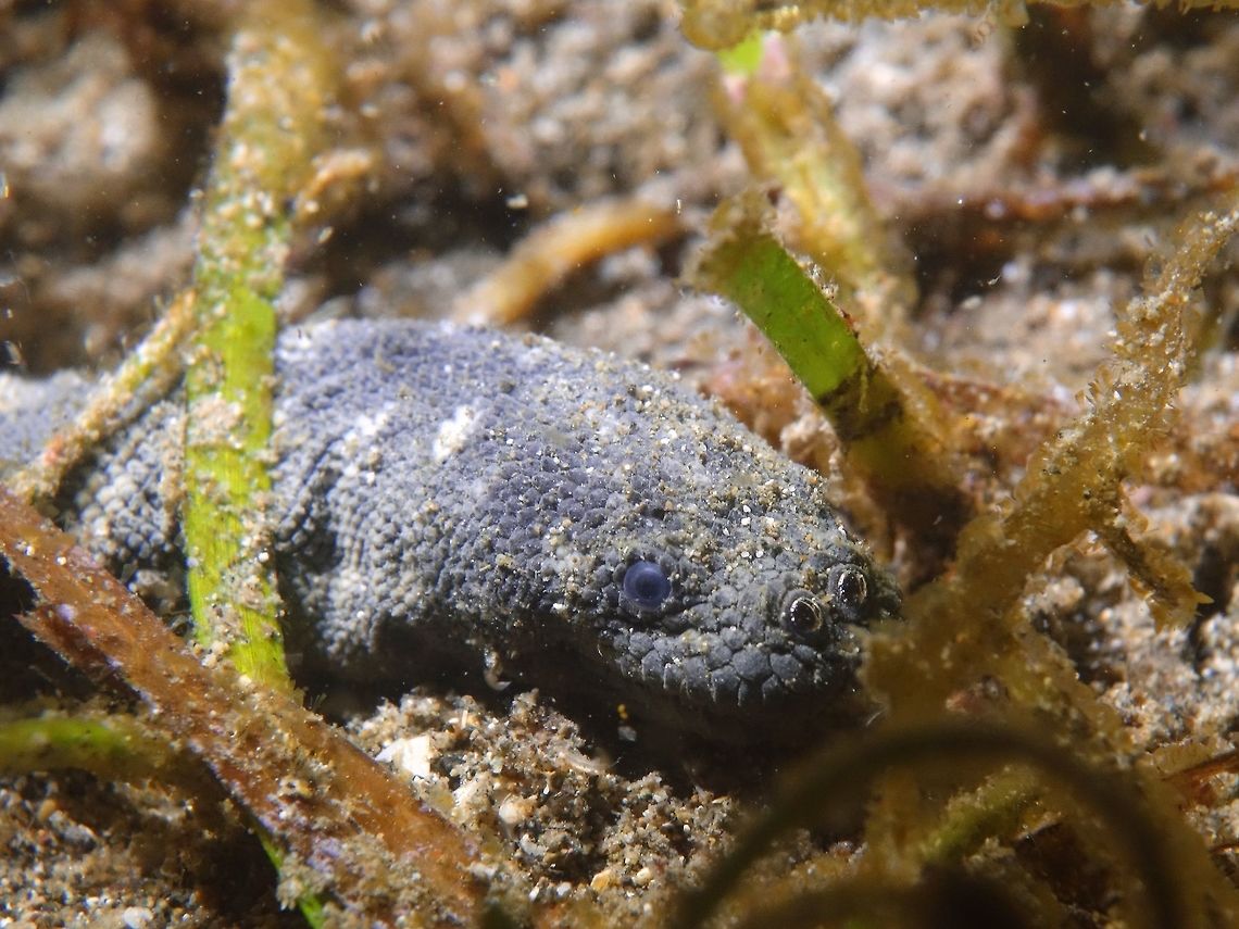 Beaked Sea Snake - Enhydrina schistosa When I saw this Beaked Sea Snake - Enhydrina schistosa, I knew it was highly venomous.  It was during a night dive in a sea grass area filled with algae, so it was very difficult to take a picture of the whole snake and at the same time, I was cautious with it. Anilao,Batanagas,Beaked Sea Snake,Beaked sea snake,Geotagged,Hydrophis schistosus,Philippines,Sea Snake,Snake,Winter
