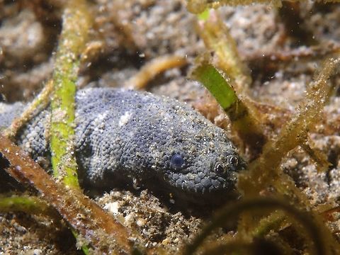 Beaked Sea Snake - Enhydrina schistosa When I saw this Beaked Sea Snake - Enhydrina schistosa, I knew it was highly venomous.  It was during a night dive in a sea grass area filled with algae, so it was very difficult to take a picture of the whole snake and at the same time, I was cautious with it. Anilao,Batanagas,Beaked Sea Snake,Beaked sea snake,Geotagged,Hydrophis schistosus,Philippines,Sea Snake,Snake,Winter