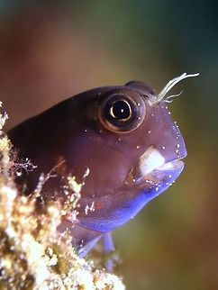Bicolor blenny