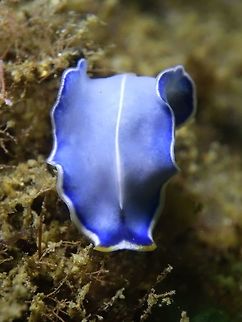 Elegant-striped Flatworms - Pseudoceros concinnus  Anilao,Batangas,Elegant-striped Flatworm,Geotagged,Philippines,Pseudoceros concinnus,Winter,flatworm