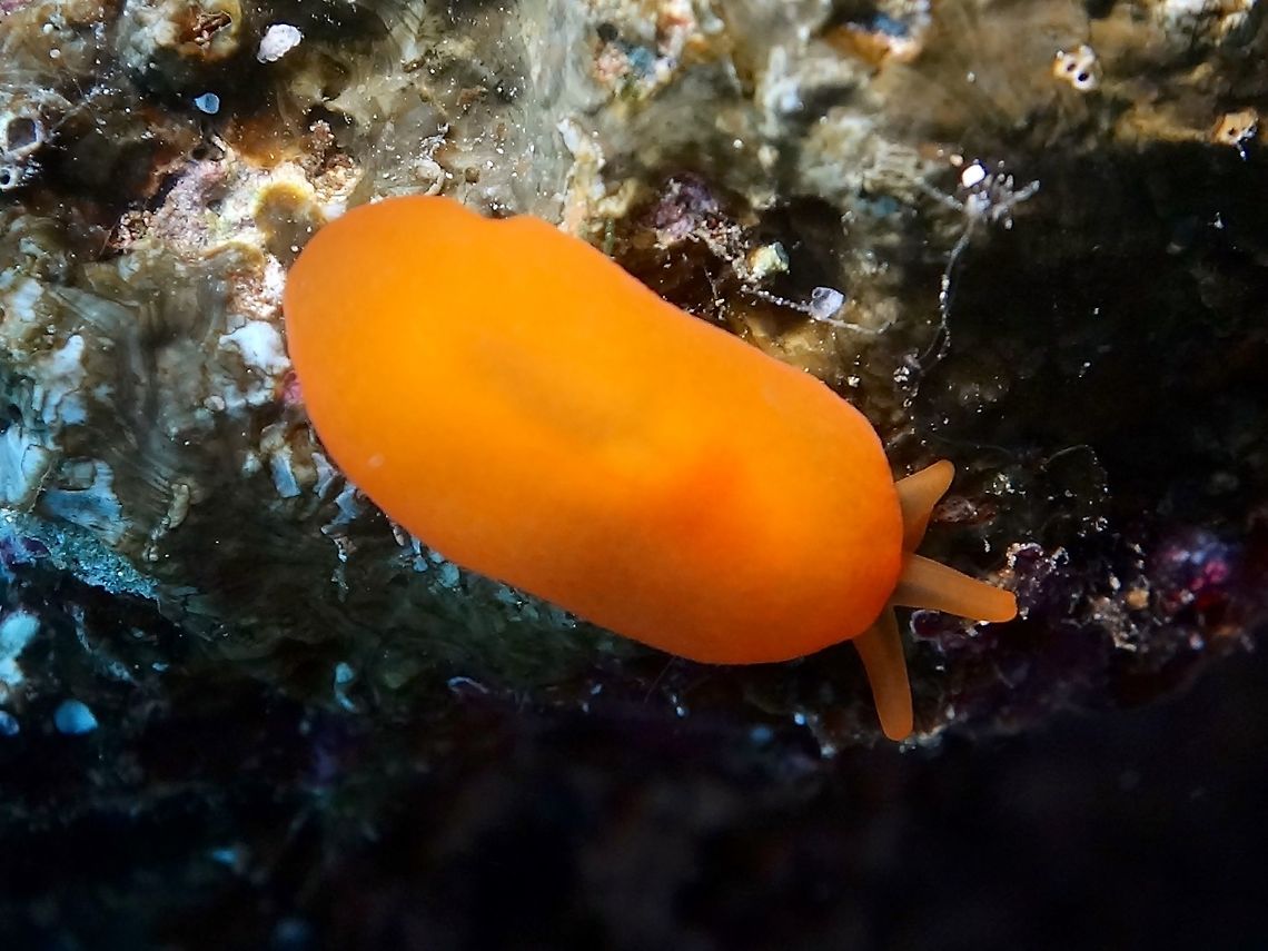 Bubble Gum This Berthellina citrina is a small sized Pleurobranch with uniform colour either yellow or orange or shades in between.<br />
<br />
To me, they looks like the chewing or bubble gum :D Anilao,Batangas,Berthellina citrina,Geotagged,Philippines,Pleurobranch,Winter