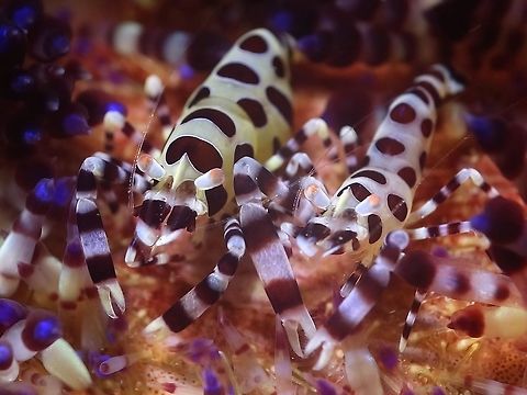 Periclemenes colemani