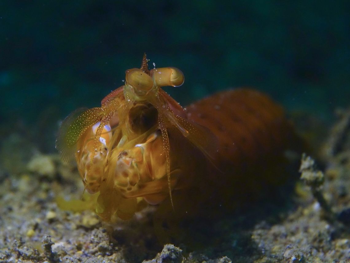 Cross Eyed This Golden Mantis Shrimp - Lysiosquilloides mapia like all Mantis Shrimps have amazing eyes holding the world record of most complex visual system as explained in this article :<br />
<br />
<a href="http://theconversation.com/mantis-shrimp-have-the-worlds-best-eyes-but-why-17577" rel="nofollow">http://theconversation.com/mantis-shrimp-have-the-worlds-best-eyes-but-why-17577</a><br />
<br />
This Golden Mantis may not be as colourful as their more famous Peacock Mantis Shrimp, but they are rarer. Anilao,Batangas,Geotagged,Golden Mantis Shrimp,Lysiosquilloides mapia,Mantis Shrimp,Philippines,Shrimp,Winter