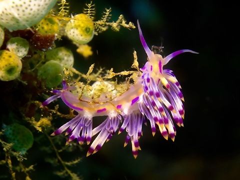 Nudibranch - Flabellina rubrolineata  Anilao,Batangas,Flabellina rubrolineata,Geotagged,Nudibranch,Philippines,Red-lined flabellina,Winter
