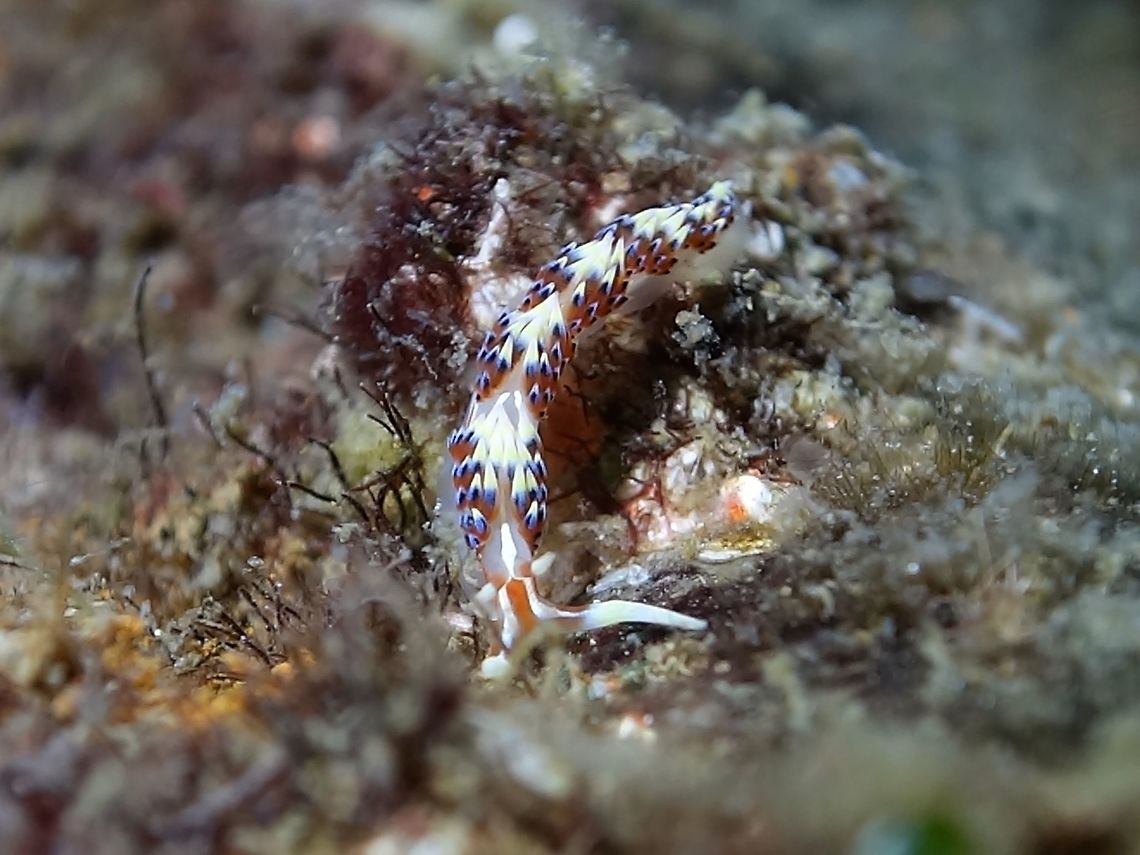 Nudibranch - Phidiana indica  Anilao,Batangas,Caloria indica,Geotagged,Nudibranch,Philippines,Winter
