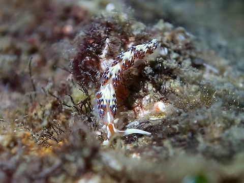 Nudibranch - Phidiana indica  Anilao,Batangas,Caloria indica,Geotagged,Nudibranch,Philippines,Winter