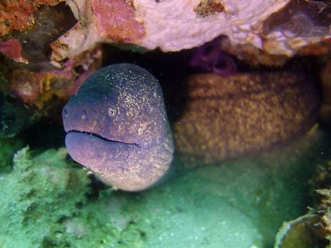 Yellowmargin Moray - Gymnothorax flavimarginatus The Yellowmargin Moray - Gymnothorax flavimarginatus has yellowish orange body densely mottled with dark brown, dark purplish brown front of head; black blotch over gill opening, orange iris. Anilao,Batangas,Eel,Geotagged,Gymnothorax flavimarginatus,Moray,Moray Eel,Philippines,Winter,Yellow-edged moray,Yellowmargin Moray