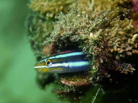 Bluestriped Fangblenny - Plagiotremus rhinorhynchos The Bluestriped Fangblenny - Plagiotremus rhinorhynchos has 2 coloured variation; black to dark orange to orange; pair of neon-blue stripes from snout to tail. Anilao,Batangas,Blenny,Bluestriped fangblenny,Fangblenny,Fish,Geotagged,Philippines,Plagiotremus rhinorhynchos,Winter