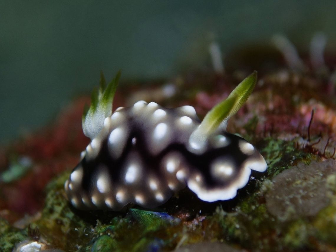 Nudibranch - Goniobranchus geometricus  Anilao,Batangas,Geotagged,Goniobranchus geometricus,Nudibranch,Philippines,Winter