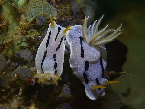 Nudibranch - Chromodoris lochi  Anilao,Chromodoris lochi,Geotagged,Halgerda batangas,Loch's Chromodoris,Nudibranch,Philippines,Winter