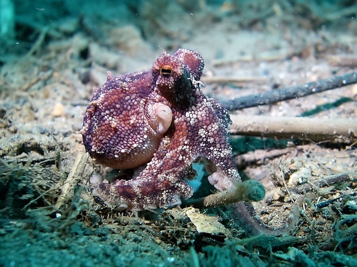 Occelated Blue-ringed Octopus - Amphioctopus mototi This Occelated Blue-ringed Octopus - Amphioctopus mototi has two blue-rings/circles, one on each side below the eyes, visible when it wants to warn off predators or threatened.  Like the more famous Blue-ringed Octopus, they are venomous but not aggressive and is not likely to bite humans.  It uses its venom to paralyze its prey, mostly crustaceans. Amphioctopus mototi,Anilao,Batangas,Geotagged,Occelated Blue-ringed Octopus,Octopus,Philippines,Winter
