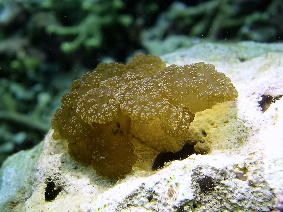 Nudibranch - Melibe coralophilia This Nudibranch - Melibe coralophilia was newly described in the year 2012. This nudibranch is not commonly seen as only those familiar with the host coral will be able to find it.<br />
It got its name coralophilia as it lives/feeds on a certain type of corals. Anilao,Batangas,Geotagged,Melibe,Melibe coralophilia,Nudibranch,Philippines,Winter