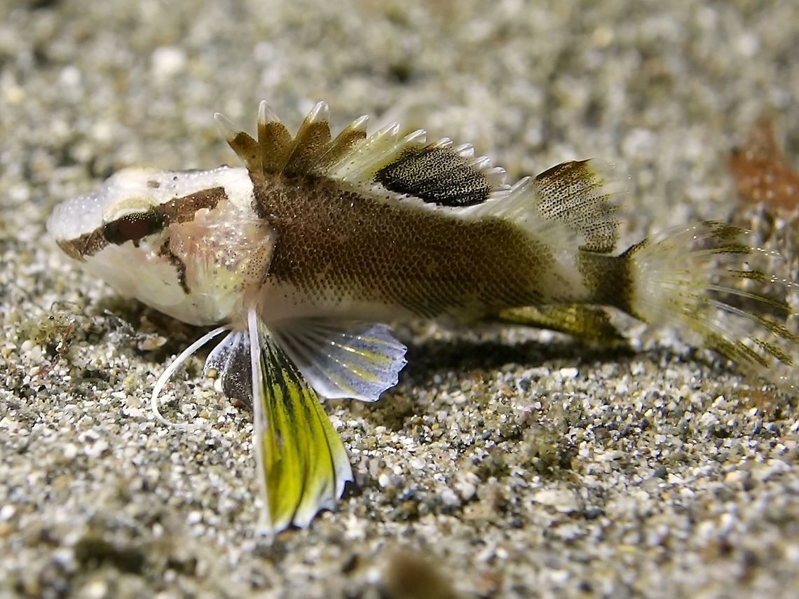Longfin Waspfish - Apistus carinatus The Longfin Waspfihs - Apistus carinatus is shades of brown; elongate black area on mid-dorsal fin; large wing-like pectoral fins in green colour, chin &quot;whiskers&quot;. Anilao,Apistus carinatus,Batangas,Fish,Geotagged,Longfin Waspfish,Philippines,Waspfish,Winter