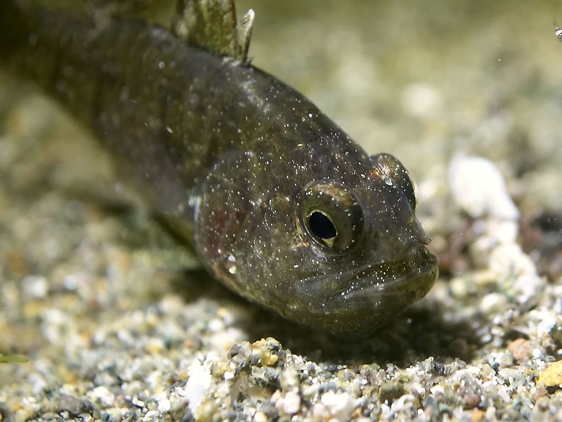 Coral Cardinalfish - Siphamia corallicola This Coral Cardinalfish - Siphamia corallicola is silvery undercolor with large red-brown blotches; hint of large darkish spot on tail base. <br />
<br />
They may not be a beautiful or colourful fish, but serious underwater photographers pays attention to them because they are mouth brooders, meaning they keeps and incubate their eggs in their mouth, spitting it out from time to time to aerates the eggs/embryos.<br />
<br />
In the picture, the eggs are already in advance stage, silverish colour with tiny dots of black for the eyes. Anilao,Batangas,Cardinal Fish,Coral Cardinal Fish,Fish,Geotagged,Philippines,Siphamia corallicola,Winter
