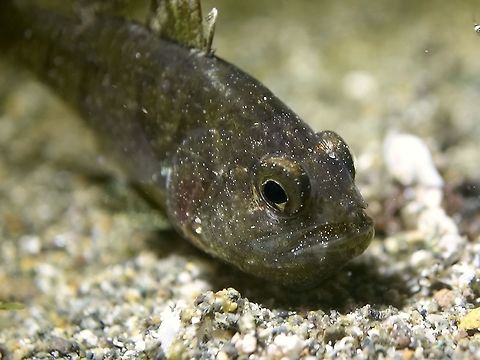 Coral Cardinalfish - Siphamia corallicola This Coral Cardinalfish - Siphamia corallicola is silvery undercolor with large red-brown blotches; hint of large darkish spot on tail base. 

They may not be a beautiful or colourful fish, but serious underwater photographers pays attention to them because they are mouth brooders, meaning they keeps and incubate their eggs in their mouth, spitting it out from time to time to aerates the eggs/embryos.

In the picture, the eggs are already in advance stage, silverish colour with tiny dots of black for the eyes. Anilao,Batangas,Cardinal Fish,Coral Cardinal Fish,Fish,Geotagged,Philippines,Siphamia corallicola,Winter