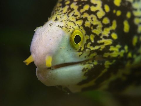 Snowflake Moray - Echidna nebulosa  Anilao,Batangas,Echidna nebulosa,Eel,Geotagged,Moray,Moray Eel,Philippines,Snowflake moray,Winter
