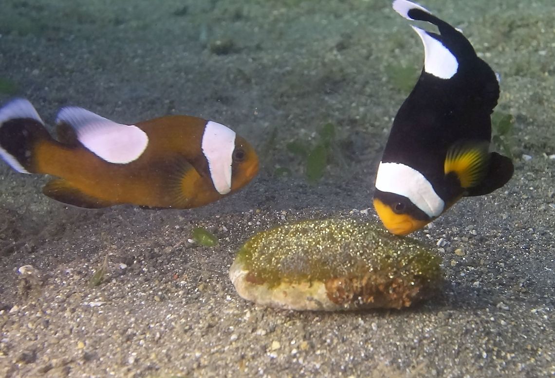 Looking after the next generation This pair of Saddleback Anemonefish - Amphiprion polymnus is looking after the eggs/embryos which were laid on top of a piece of rock. They will 'blow' to clean debris/sands from it and at the same time, aerating the eggs/embryo. Amphiprion polymnus,Anilao,Batangas,Clownfish,Fish,Geotagged,Philippines,Saddleback Anemonefish,Saddleback clownfish,Winter