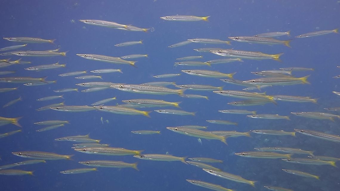 Yellowtail Barracuda - Sphyraena flavicauda This Yellowtail Barracuda - Sphyraena flavicauda are small in size and usually forms a group/school. Anilao,Barracuda,Batangas,Geotagged,Philippines,Sphyraena flavicauda,Winter,Yellowtail barracuda