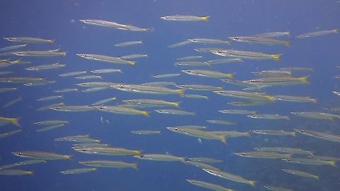 Yellowtail Barracuda - Sphyraena flavicauda This Yellowtail Barracuda - Sphyraena flavicauda are small in size and usually forms a group/school. Anilao,Barracuda,Batangas,Geotagged,Philippines,Sphyraena flavicauda,Winter,Yellowtail barracuda