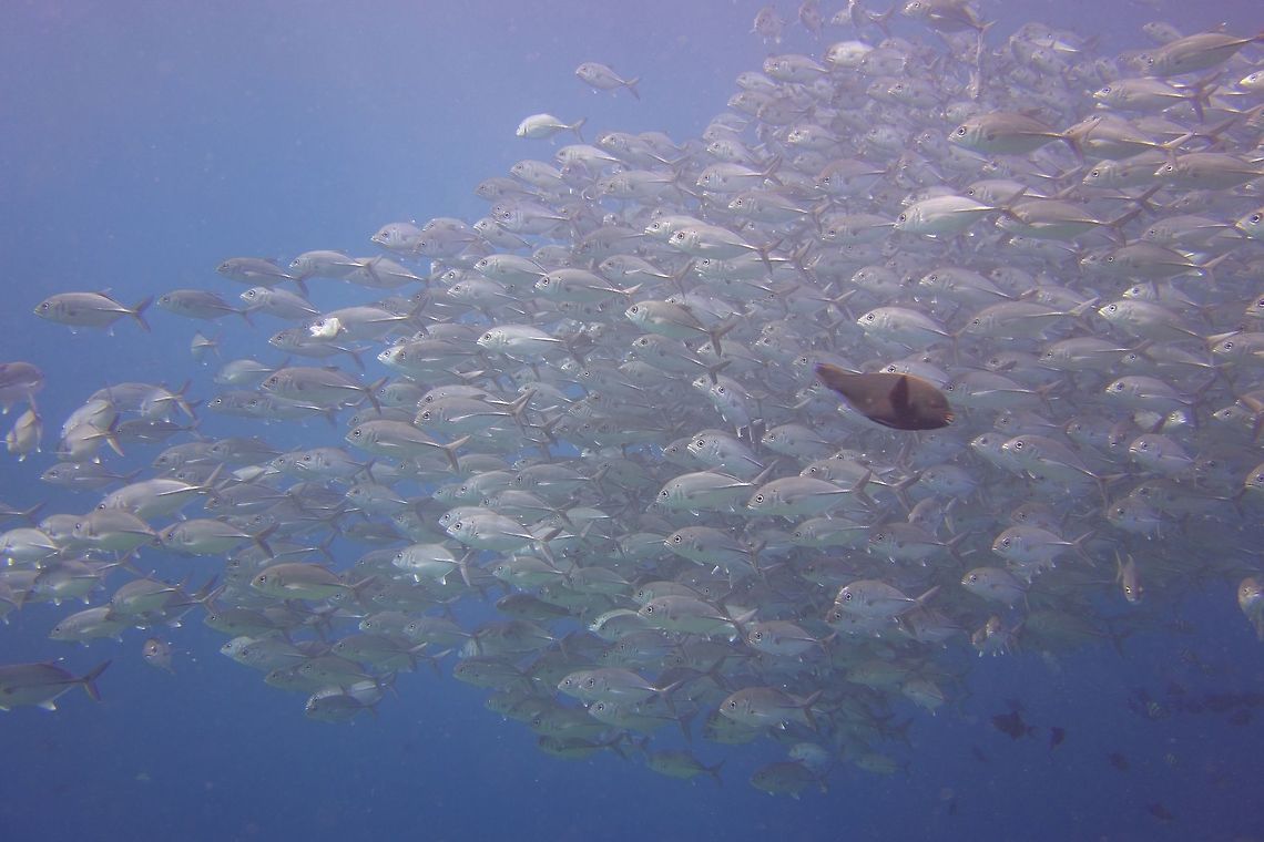 School of Jacks The Bigeye Trevally - Caranx sexfasciatu is also fondly known as Jacks. Anilao,Batangas,Bigeye trevally,Caranx sexfasciatus,Fish,Geotagged,Jacks,Philippines,Winter