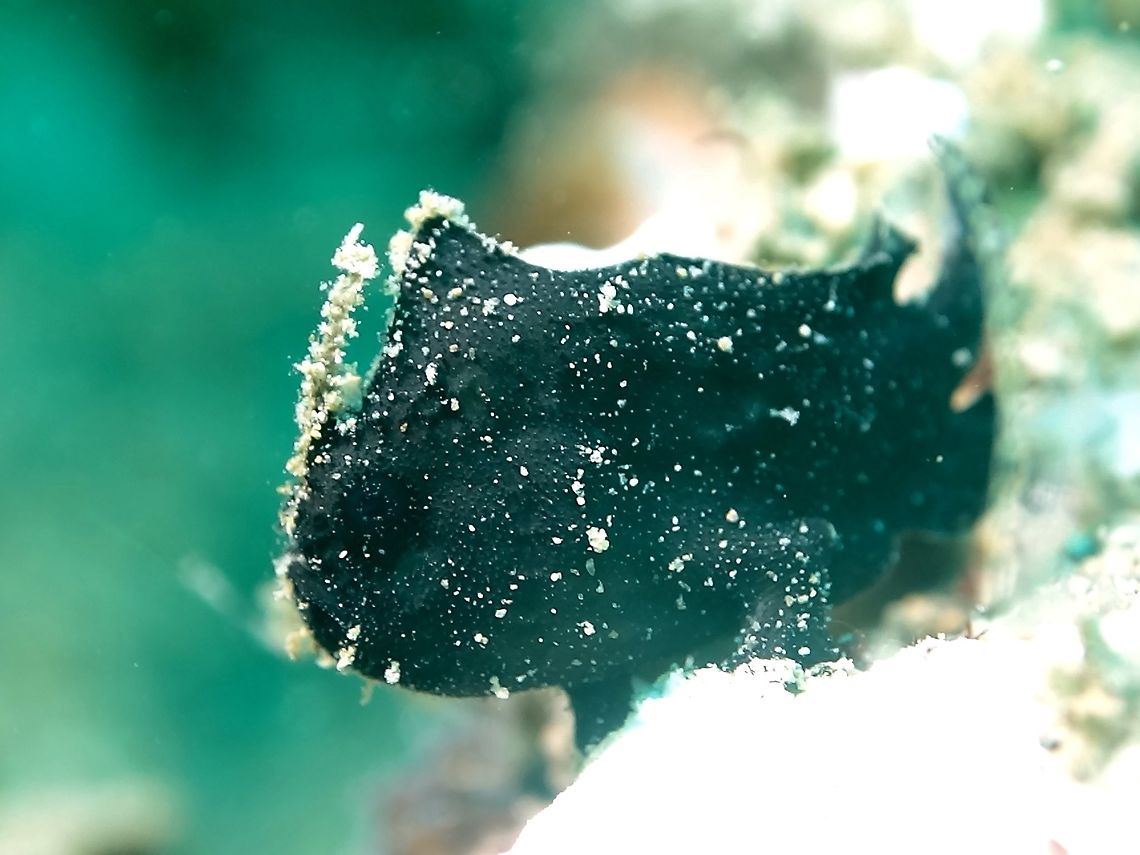 Randall's Frogfish - Antennarius randalli This Randall&#039;s Frogfish - Antennarius randalli are very small in size, only see them around 3-4 cm.<br />
Quite flat body unlike most Frogfish, highly variable in colours from black, brown, grey, yellow, whit and shades in between.  Mostly found hiding under rocks and rubbles. Anilao,Antennarius randalli,Batangas,Fish,Frogfish,Geotagged,Philippines,Randalls frogfish,Winter