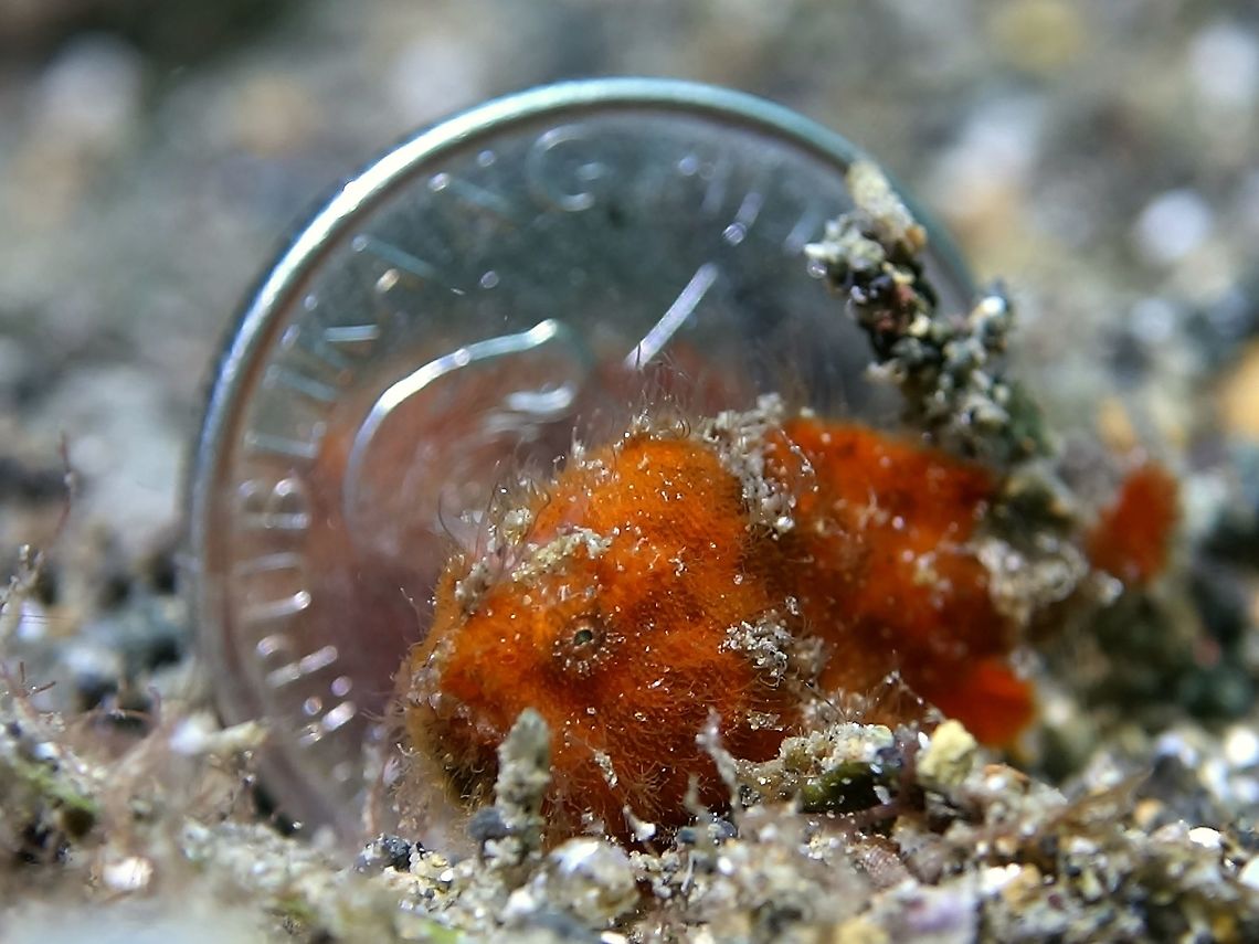 Money Shot This is a juvenile Hairy Frogfish - Antennarius striatus.  Frogfish tends to stay put and may not move/swim away like in this case, even when I put a Filipino 1 Peso coin.  The purpose of using the coin was to show the size of the Frogfish, which is around 2 cm, instead of using a ruler next to it but 'spoil' the picture. Anilao,Antennarius striatus,Batangas,Fish,Frogfish,Geotagged,Hairy Frogfish,Philippines,Striated frogfish,Winter