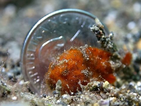 Money Shot This is a juvenile Hairy Frogfish - Antennarius striatus.  Frogfish tends to stay put and may not move/swim away like in this case, even when I put a Filipino 1 Peso coin.  The purpose of using the coin was to show the size of the Frogfish, which is around 2 cm, instead of using a ruler next to it but 'spoil' the picture. Anilao,Antennarius striatus,Batangas,Fish,Frogfish,Geotagged,Hairy Frogfish,Philippines,Striated frogfish,Winter