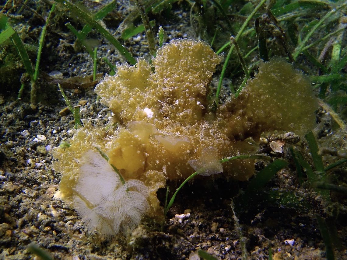 Nudibranch - Melibe papillosa This Nudibranch - Melibe papillosa is a large sized Nudibranch.<br />
Nudibranch from the genus Melibe carries their eggs on their body, as shown in the picture, the white ribbon stuff. Anilao,Batangas,Geotagged,Melibe papillosa,Nudibranch,Philippines,Winter