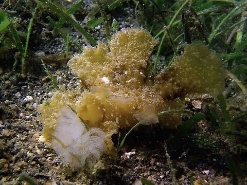 Nudibranch - Melibe papillosa This Nudibranch - Melibe papillosa is a large sized Nudibranch.
Nudibranch from the genus Melibe carries their eggs on their body, as shown in the picture, the white ribbon stuff. Anilao,Batangas,Geotagged,Melibe papillosa,Nudibranch,Philippines,Winter