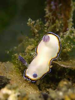Nudibranch - Chromodoris preciosa  Anilao,Batangas,Geotagged,Goniobranchus preciosus,Nudibranch,Philippines,Winter