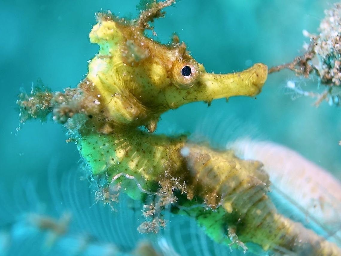 Winged Seahorse - Hippocampus alatus This is a juvenile Winged Seahorse - Hippocampus alatus, they have the ability to change their colours to adapt to their environment. Anilao,Batangas,Geotagged,Hippocampus alatus,Philippines,Seahorse,Winged Seahorse,Winter