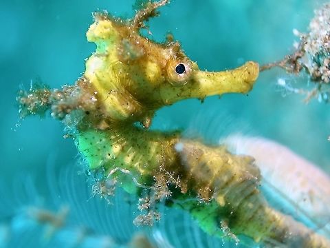 Winged Seahorse - Hippocampus alatus This is a juvenile Winged Seahorse - Hippocampus alatus, they have the ability to change their colours to adapt to their environment. Anilao,Batangas,Geotagged,Hippocampus alatus,Philippines,Seahorse,Winged Seahorse,Winter