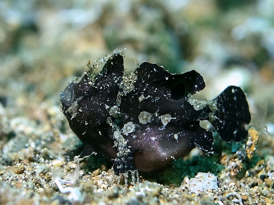 Full meal This is a Juvenile Frogfish, possibly of the species Antennatus rosaceus.<br />
It just swallowed a crab, as can be seen from the bloated stomach. Anilao,Antennatus rosaceus,Batangas,Frogfish,Geotagged,Philippines,Spiny-tufted Frogfish,Winter