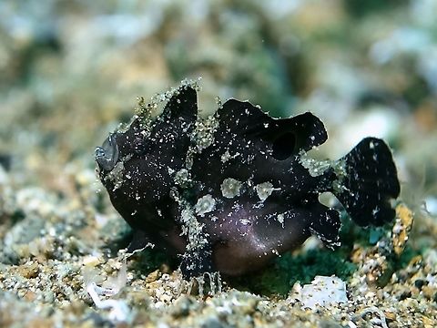 Spiny-tufted Frogfish