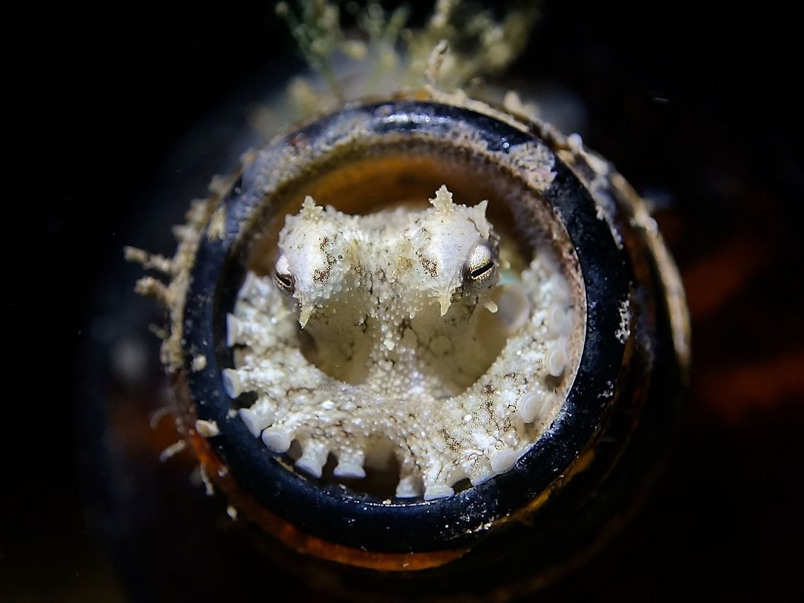 Octopus in Beer Bottle This was a juvenile Coconut/Veined Octopus - Amphioctopus marginatus using a Beer bottle as its &#039;home&#039;.<br />
In the picture, is was peeking out from the beer bottle. Amphioctopus marginatus,Anilao,Batangas,Coconut octopus,Geotagged,Octopus,Philippines,Veined Octopus,Winter