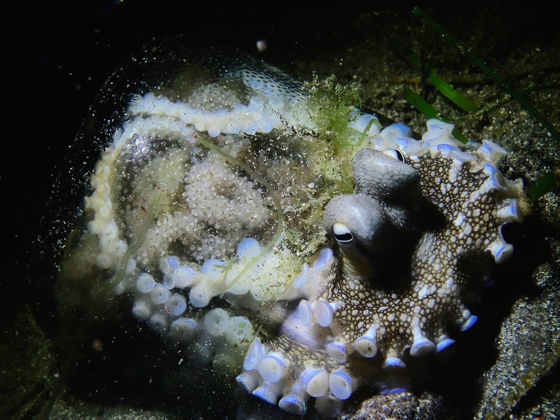 Octopus in a Glass with Eggs This Octopus - Amphioctopus marginatus was carrying her eggs and using a broken glass as her home and protection. Amphioctopus marginatus,Anilao,Batangas,Coconut octopus,Geotagged,Octopus,Philippines,Veined Octopus,Winter