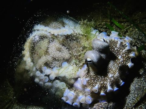 Octopus in a Glass with Eggs This Octopus - Amphioctopus marginatus was carrying her eggs and using a broken glass as her home and protection. Amphioctopus marginatus,Anilao,Batangas,Coconut octopus,Geotagged,Octopus,Philippines,Veined Octopus,Winter