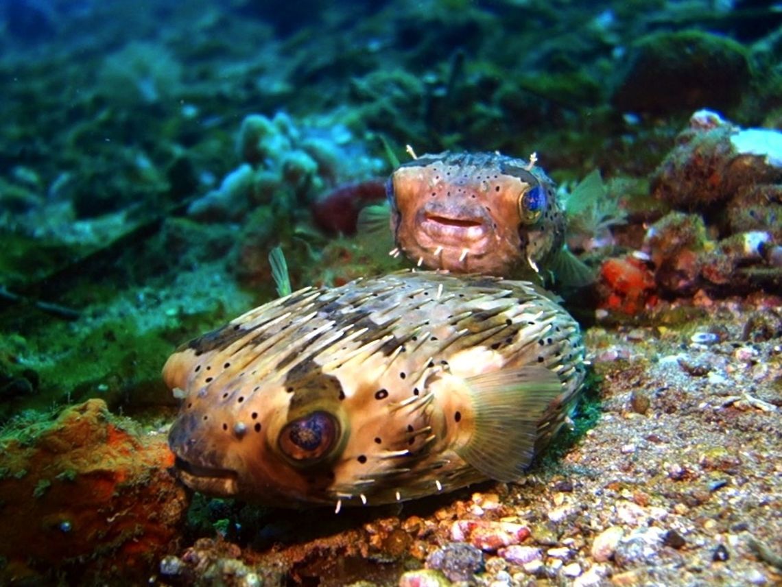 Longspine Pufferfish - Diodon holocanthus This pair of Longspine Pufferfish - Diodon holocanthus were taking a rest at the sea bottom.<br />
Like all other Pufferfish, they have the ability to &#039;blow&#039; themselves up as a defensive mechanism. Anilao,Batangas,Diodon holocanthus,Fish,Geotagged,Longspined porcupinefish,Philippines,Porcupine Pufferfish,Winter