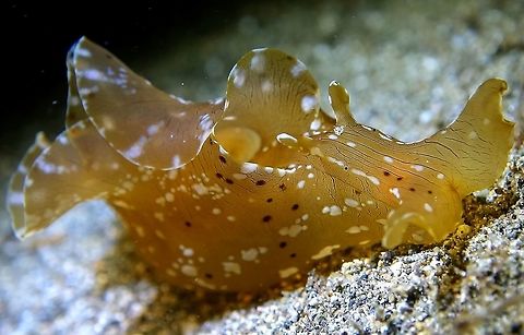 Extraordinary Seahare - Aplysia extraordinaria  Anilao,Aplysia extraordinaria,Batangas,Extraordinary Seahare,Geotagged,Philippines,Seahare,Winter