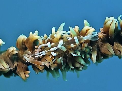 Zanzibar Whip Coral Shrimp - Dasycaris zanzibarica This Zanzibar Whip Coral Shrimp - Dasycaris zanzibarica are small in size, less than 1 cm.
They are sometimes mistaken with the more common Whip Coral Shrimp - Pontonides unciger, which has a smooth carapace whereas the Zanzibar has sharp ridges/humps on the carapace. Anilao,Batangas,Dasycaris zanzibarica,Geotagged,Philippines,Shrimp,Winter,Zanzibar Whip Coral Shrimp