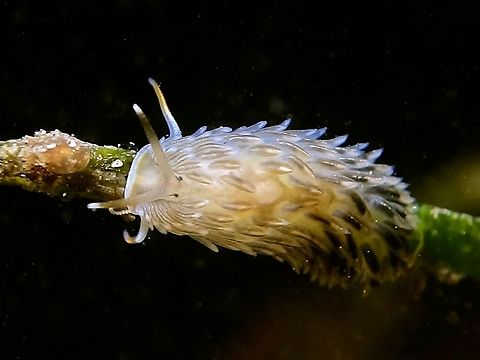 Hairy Nudibranch - Cerberilla sp Have posted this picture to a Nudibranch forum and the best match/ID is to the genus level - Cerberilla sp. Anilao,Batangas,Cerberilla,Cerberilla sp,Geotagged,Nudibranch,Philippines,Winter