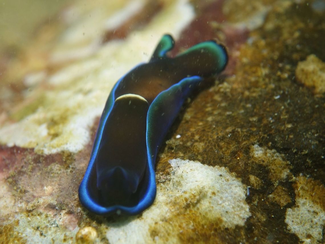 Head Shield Slug - Tubulophilinopsis gardineri The genus has been changed from Philinopsis gardineri to Tubulophilinopsis gardineri. Anilao,Batangas,Gardiner's Headshield Slug,Geotagged,Headshiel Slug,Philinopsis gardineri,Philippines,Spring