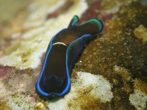 Head Shield Slug - Tubulophilinopsis gardineri The genus has been changed from Philinopsis gardineri to Tubulophilinopsis gardineri. Anilao,Batangas,Gardiner's Headshield Slug,Geotagged,Headshiel Slug,Philinopsis gardineri,Philippines,Spring