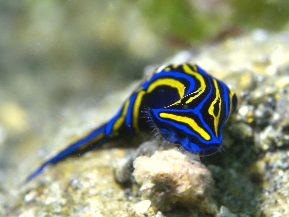 Swallowtail Headshield Slug - Chelidonura hirundinina  Anilao,Batangas,Chelidonura hirundinina,Geotagged,Headshield Slug,Philippines,Swallowtail Headshield Slug,Winter