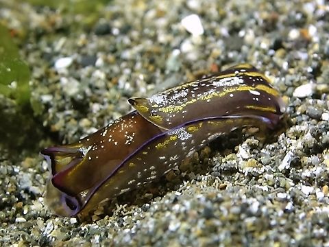 Headshield Slug - Philinopsis cyanea  Anilao,Batangas,Geotagged,Headshield Slug,Philinopsis cyanea,Philippines,Winter