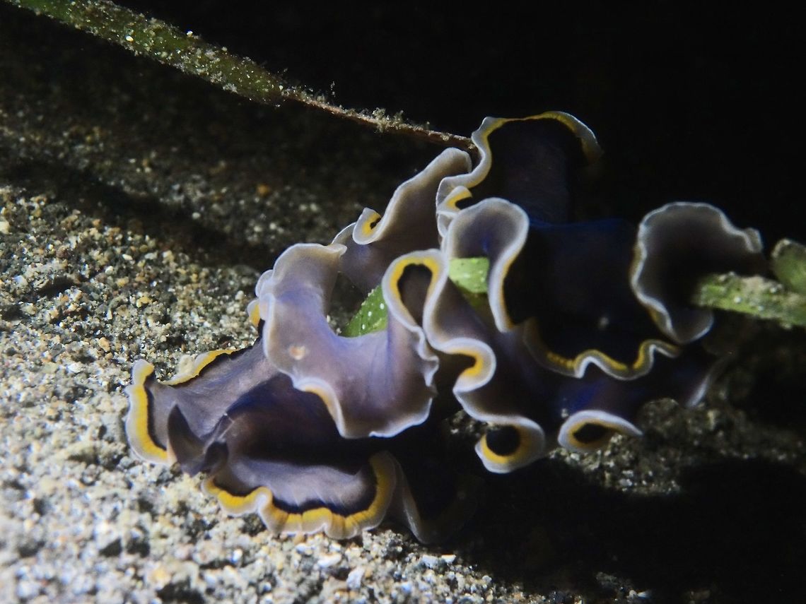 Flatworm - Pseudobiceros gloriosus  Anilao,Batangas,Flatworm,Geotagged,Philippines,Pseudobiceros gloriosus,Winter