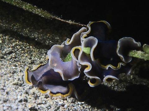 Flatworm - Pseudobiceros gloriosus  Anilao,Batangas,Flatworm,Geotagged,Philippines,Pseudobiceros gloriosus,Winter
