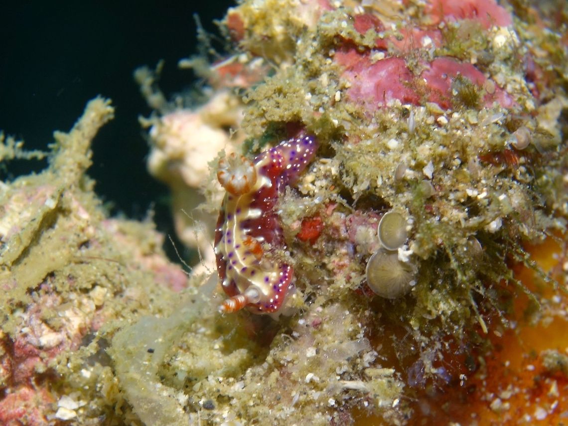 Nudibranch - Hypselodoris maculosa  Anilao,Batangas,Geotagged,Hypselodoris maculosa,Nudibranch,Philippines,Winter